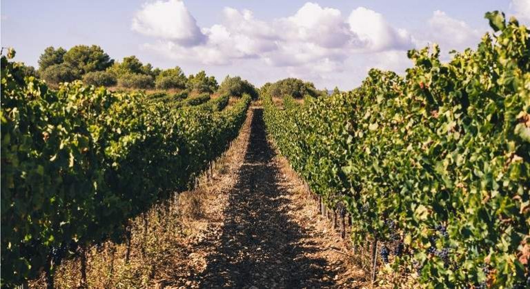 Cava Limits Production For The Second Consecutive Year To Sustain Prices