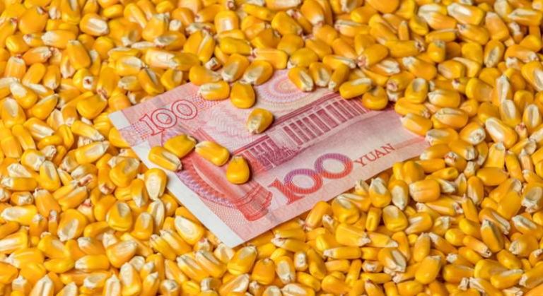 China Has Imported Too Much Corn For Its Pigs