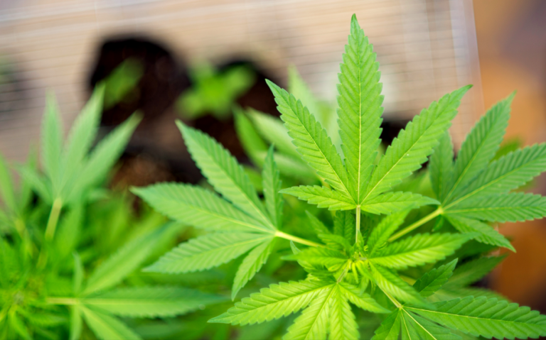 4 Things To Look For When Choosing The Supplier For Your CBD Product