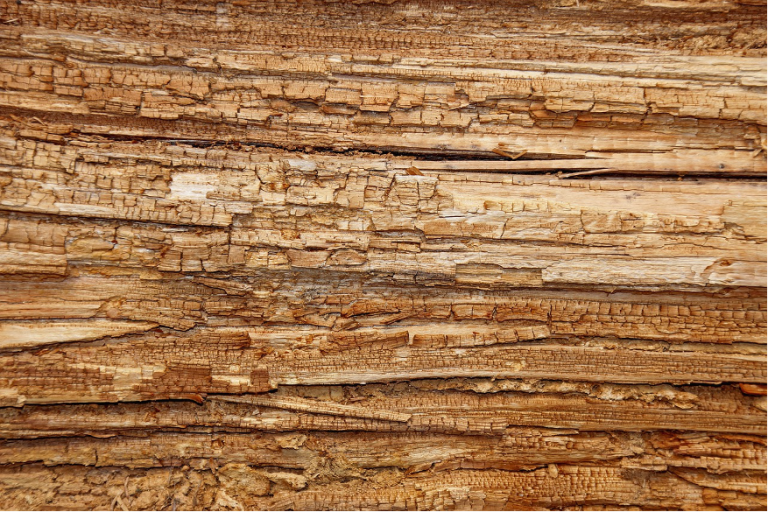 Buying or Selling a House with Dry Rot Issues