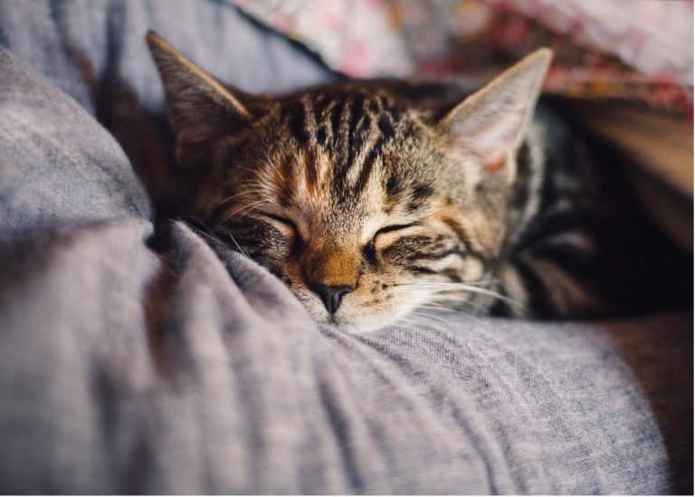 CBD Oil for Cats with Kidney Disease