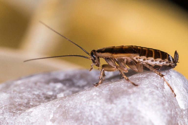 Tips For Selecting A Pest Control Service By Toxic Respond