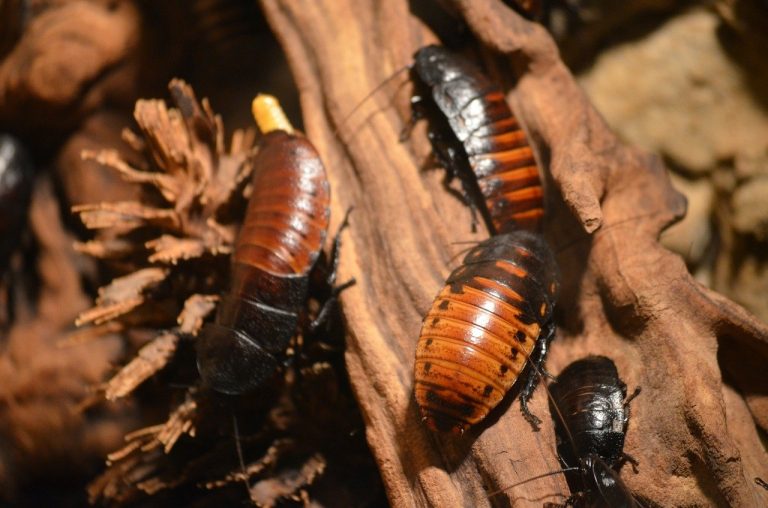 Top 5 Reasons To Hire A Professional Bed Bug Removal Company