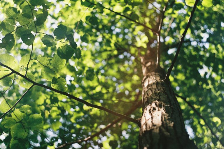 How to Choose an Arborist for Your Backyard