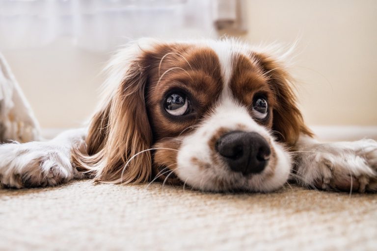 Ways to Keep Your Dog Occupied When They are Home Alone