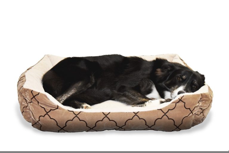 When Buying a Dog Bed, what to Consider