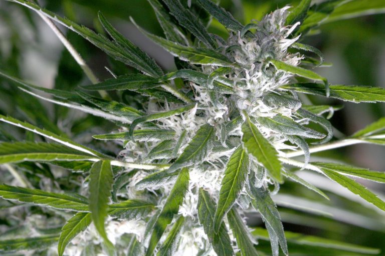 Blueberry AutoFlower Strains Reviews
