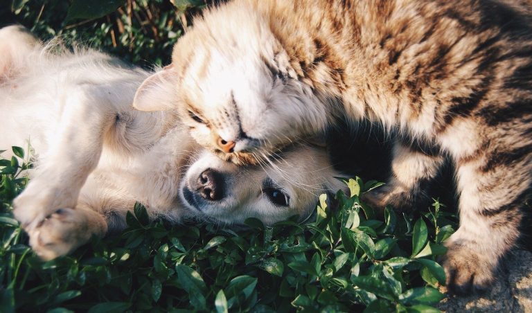 The True Cost of Owning a Pet