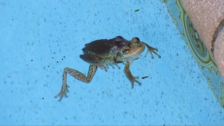 Using a Pool Cleaner to Prevent Frogs from Getting into your Pool