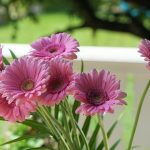 ABC Money | Other Great Uses for Home-Grown Food