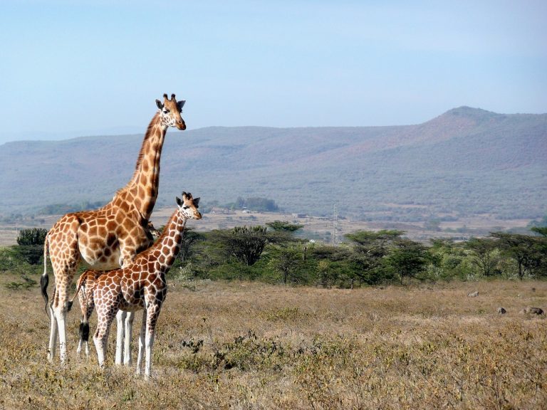 Everything You Should Know Before Coming for a Holiday in Kenya
