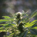 Understanding the Benefits of Cannabinoid Isolates