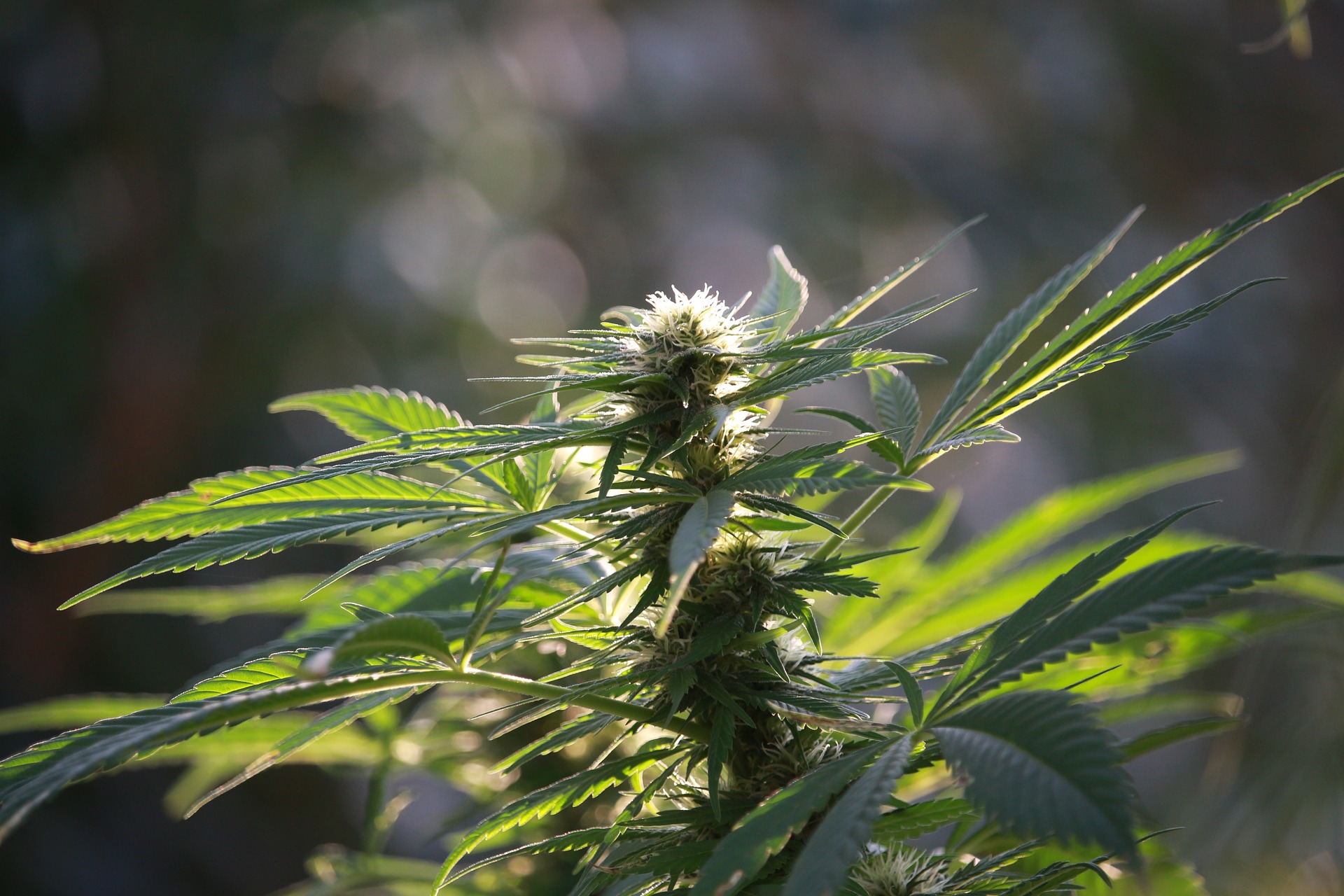 Understanding the Benefits of Cannabinoid Isolates