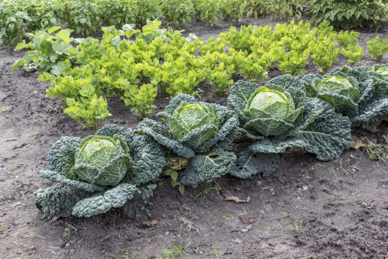 Save money by growing and foraging your own food