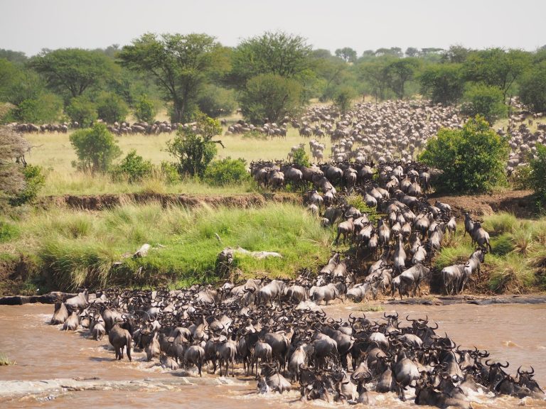The Masai Mara Wildebeest Migration — Everything You Should Know