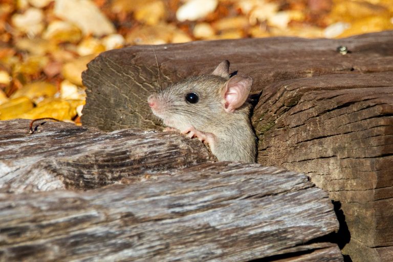3 Signs you Have Pests (and What to Do About It)