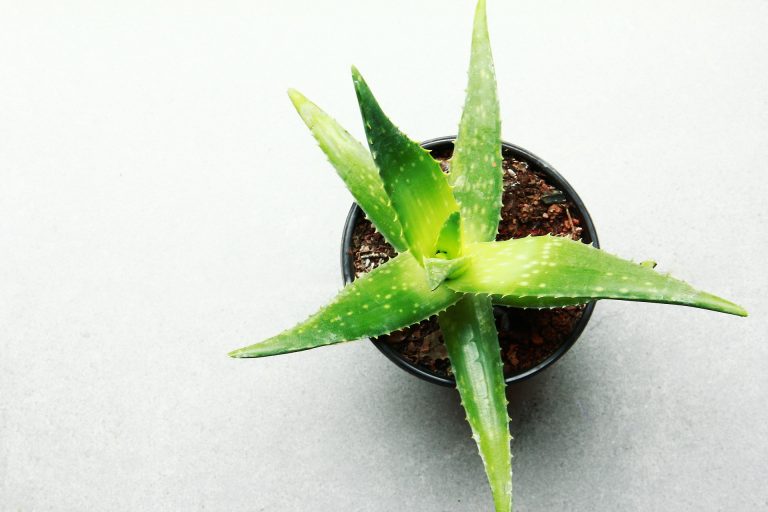 Clever Ways To Embrace The Houseplant Trend Without Spending A Thing