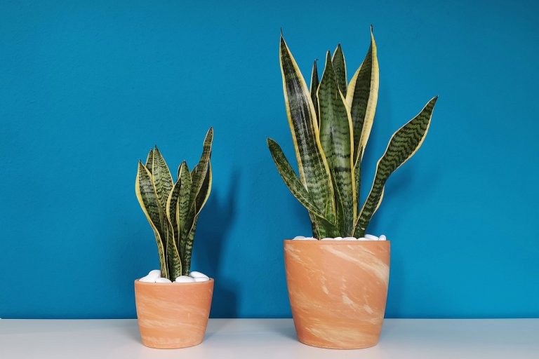 5 Things to focus upon while buying plants online