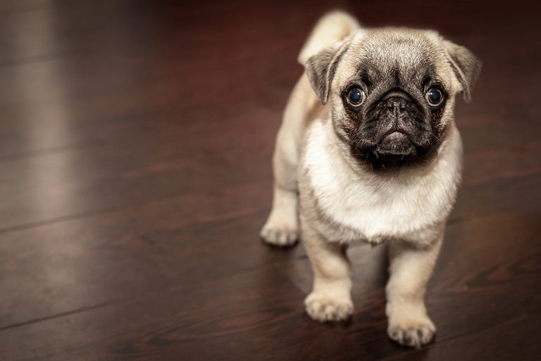 Top Ten Dog Breeds with Predisposition for Hip Dysplasia