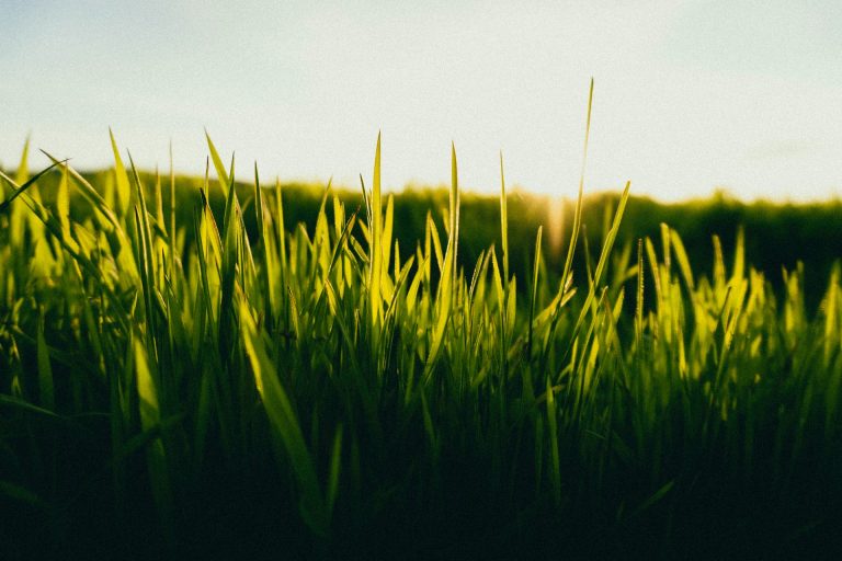 Greenworks invests in the UK & EU market with greener garden tool range
