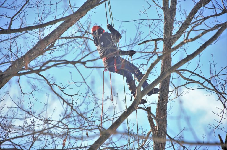 Cost To Hire a Tree Surgeon