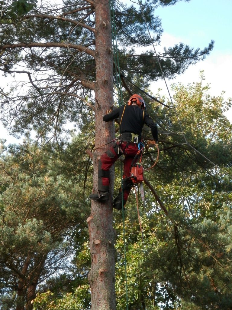 Don’t Hire a Tree Surgeon Until You Have Read This!