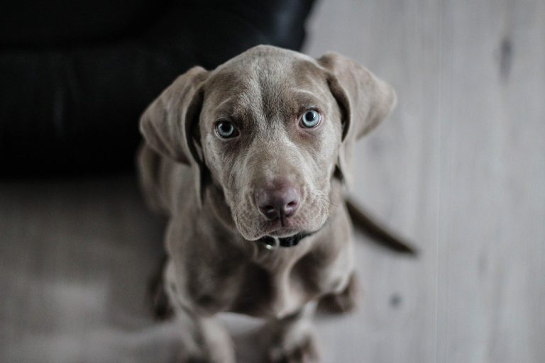 Consumers and brands alike are becoming interested in CBD for dogs