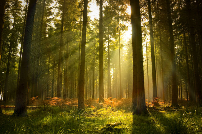 Following a rebranding, HarbourFunerals changes its name to DirectCremation.co.uk