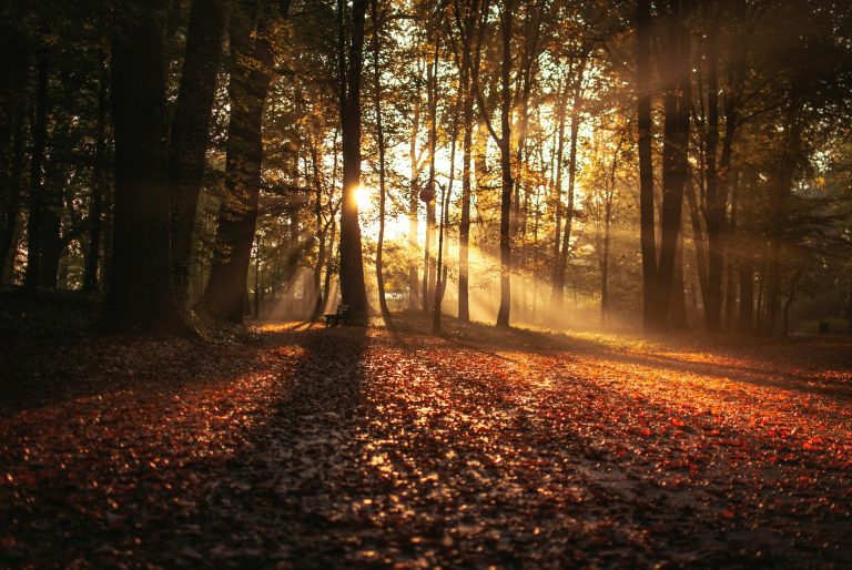 UK Families Embrace Autumn with Seasonal Activities