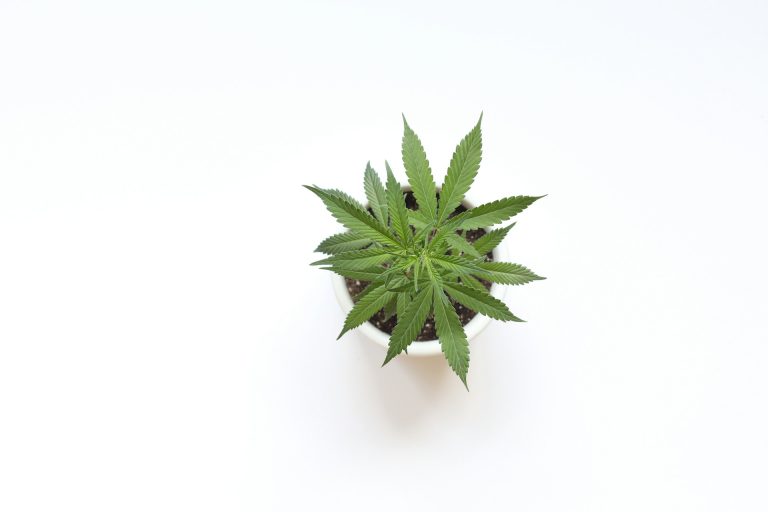 Important Factors for Successful Indoor Plant Growth