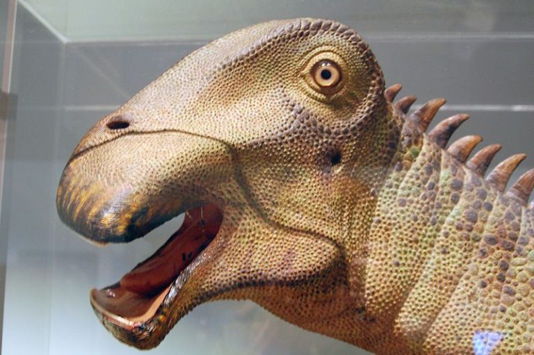 What Dinosaur Has 500 Teeth?