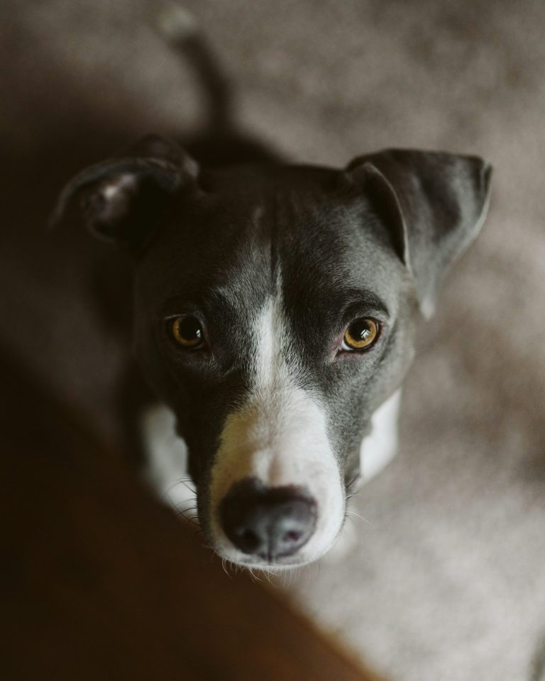 Eco-Friendly Dog Clothes: Sustainable and Stylish Options for Your Pet