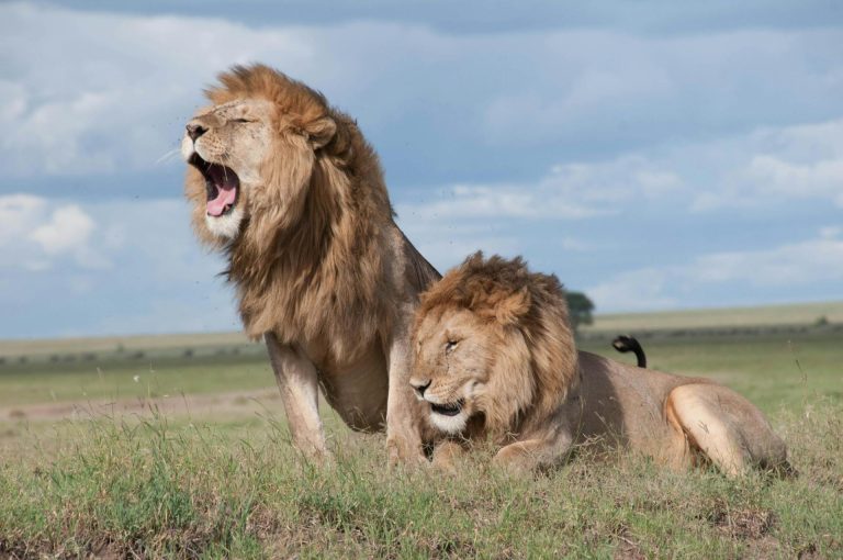 Tanzania Safaris Unveils New Luxury Adventure Packages for 2025