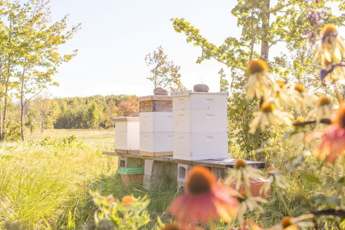 Beekeeping