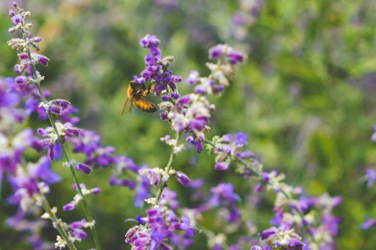 Measuring Biodiversity: Knowing and Assessing Health of Ecosystems