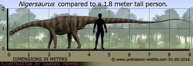 Nigersaurus Size