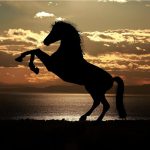 The Spiritual Power of the Horse Zodiac