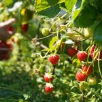 Homegrown Raspberries, Strawberries, and Fruit Trees Made Easy
