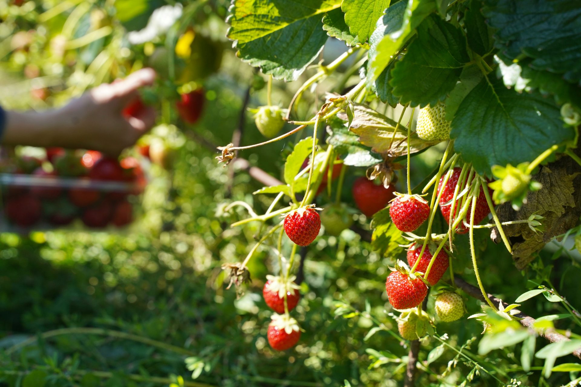 Homegrown Raspberries, Strawberries, and Fruit Trees Made Easy
