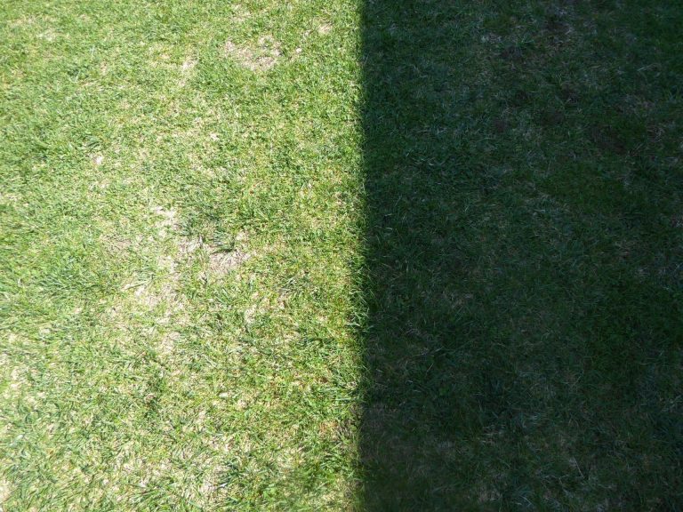 What Your Lawn Says About Your Soil: A Guide to Diagnosing Common Issues