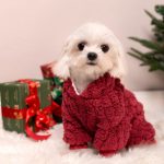 Sensitive Small Dogs Stay Cozy With Hypoallergenic Winter Wear