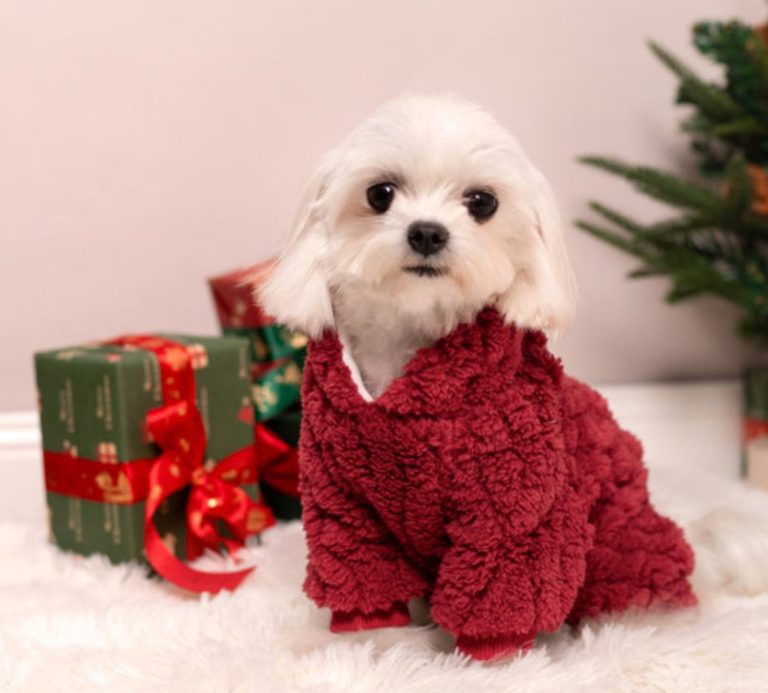 Winter Dog Clothing: Hypoallergenic Fabrics for Sensitive Pets