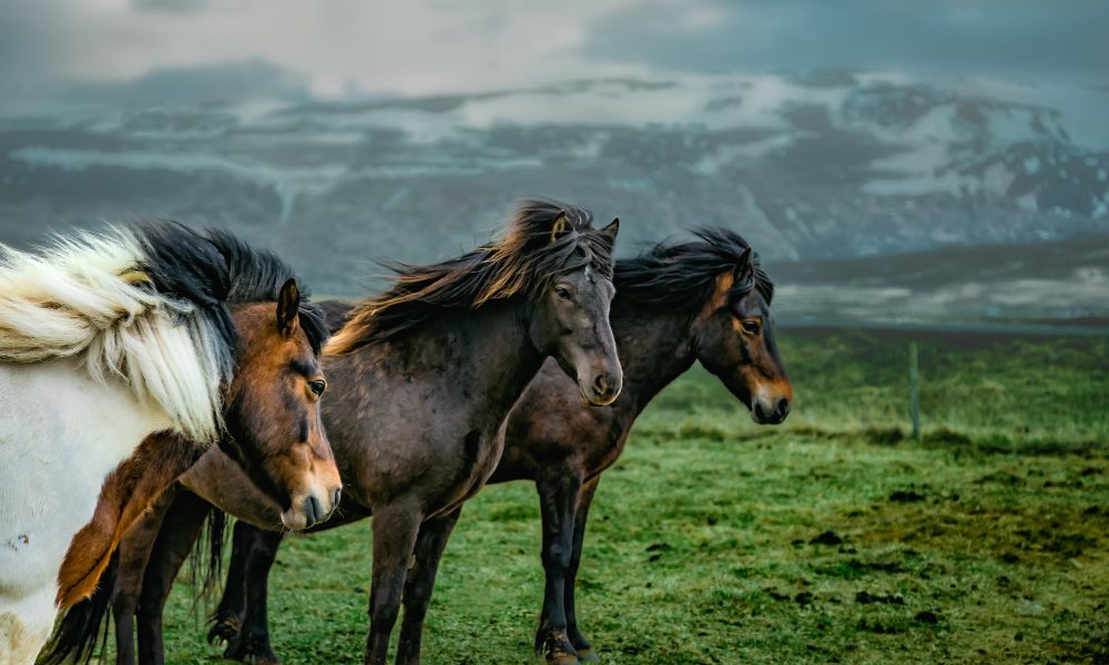 Clydesdale eagle commercial