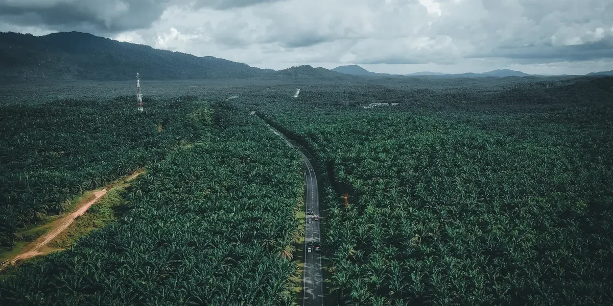 AEP Plantations crash buy