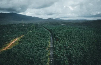AEP Plantations crash buy